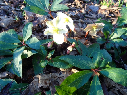 Hellebores