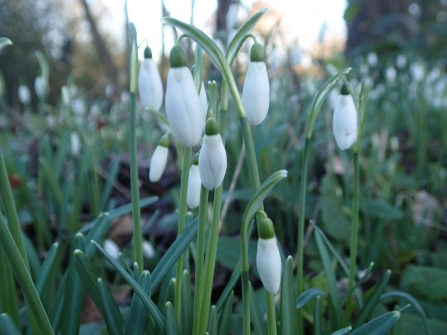 Snowdrops