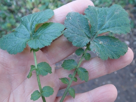 Wood Avens