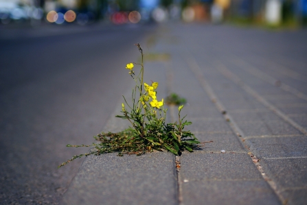 Nature's Recovery Network - flower