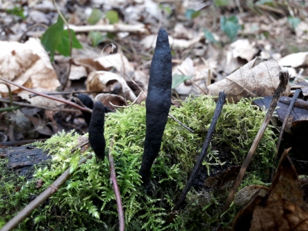 Dead Man's Fingers