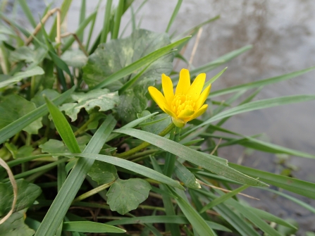 Lesser Celandine