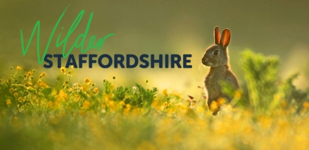 Wilder Staffordshire