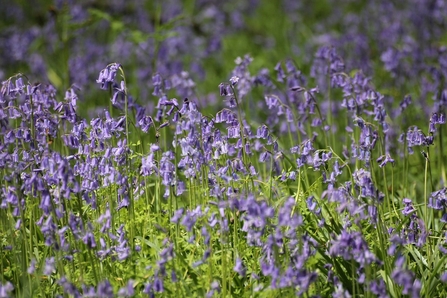 blue bell