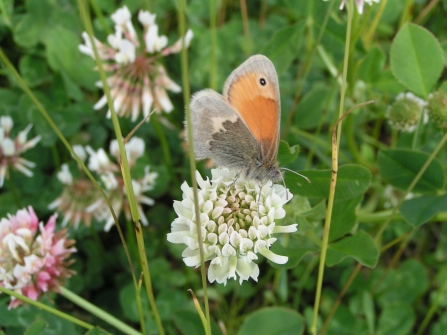 Small Heath Butterfly