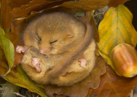 Dormouse