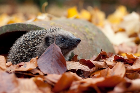 Hedgehog