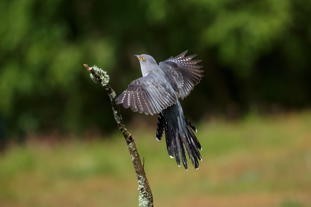 Eurasian cuckoo