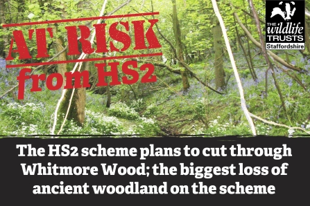 Whitmoor Wood