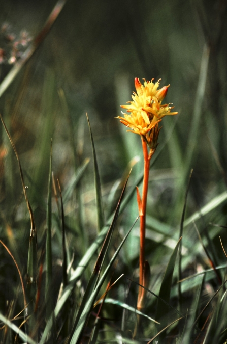 Bog asphodel 