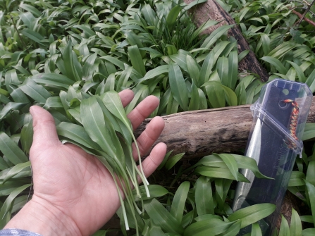 Ramsoms/Wild Garlic, growing in abundance
