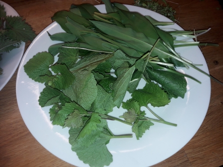 Ramsoms/Wild Garlic (long lanceolate leaves) Jack by the hedge/Hedge Garlic (Rounded and textured leaves)