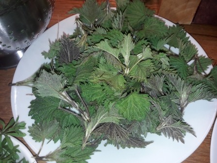 Stinging Nettle tips ready for the soap