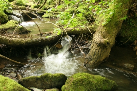 Headwater streams