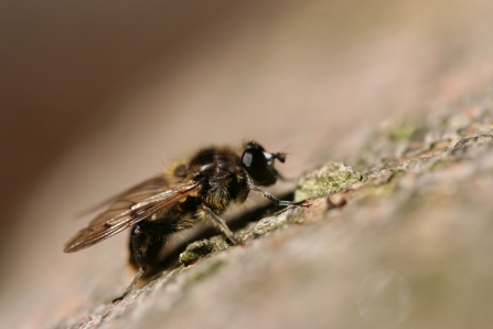 Logjammer hoverfly