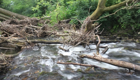 Managing Woody Debris River, streams and floodplains