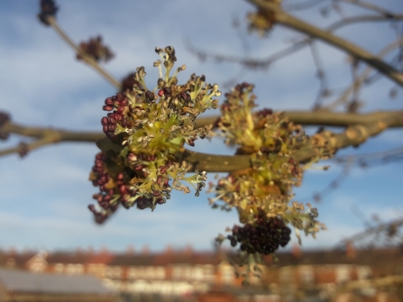 Ash Buds