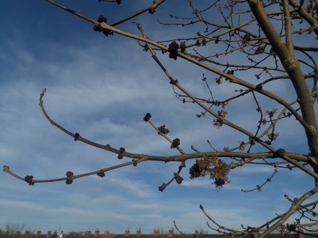 Ash Buds