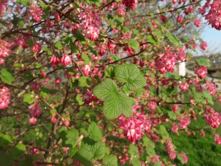 Flowering current