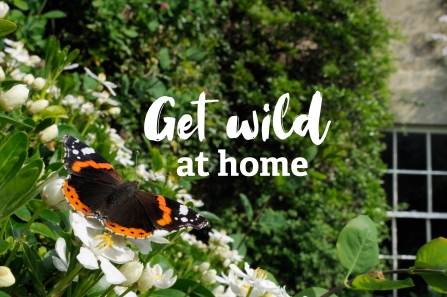 Get Wild banner