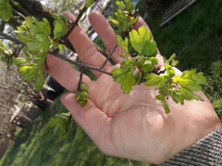 Hawthorn Leaves 