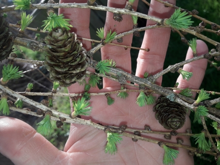 Larch Buds