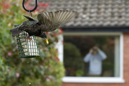 Bird watching