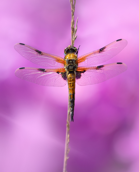 Four Spotted Darter