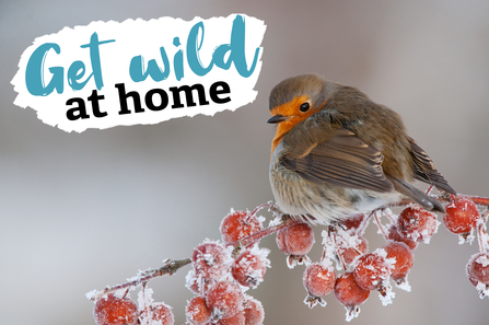 Get Wild at Home