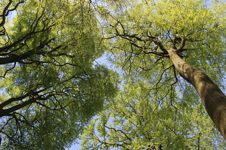 Birch woodland