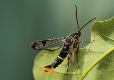 Welsh clear wing