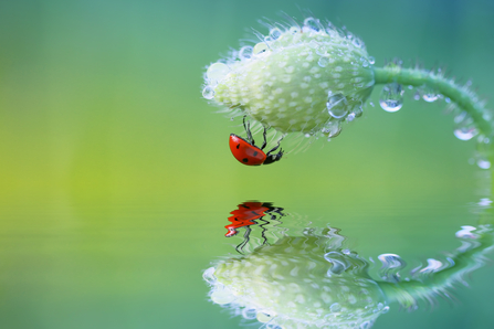 Ladybird