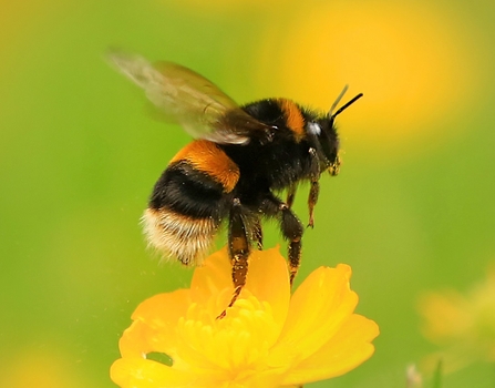 Buff-tailed BumbleBee © Jon Hawkins Surrey Hills Photography