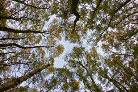 Woodlands