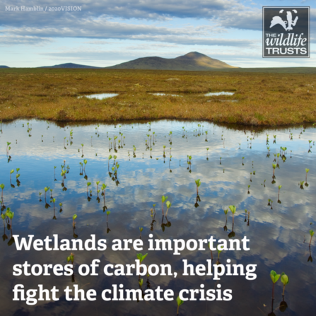 Wetland graphic nothing that wetlands are important stores of carbon in the fight against climate change 