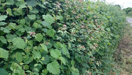 Finner's Hill hedgerow