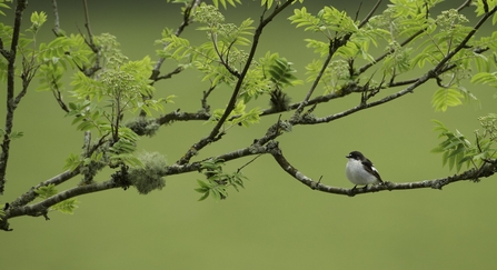 Pied flycatcher