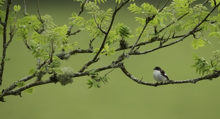 Pied flycatcher 