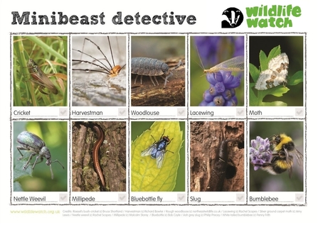 Wildlife Watch Minibeast detective sheet.