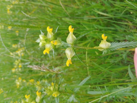 Yellow rattle - Tom Ellis