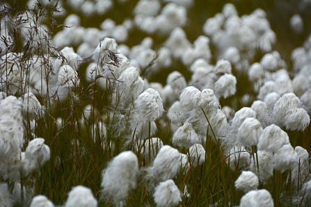 Cotton grass