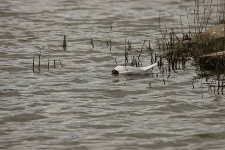 A dead black-headed gull that died of suspected avian flu