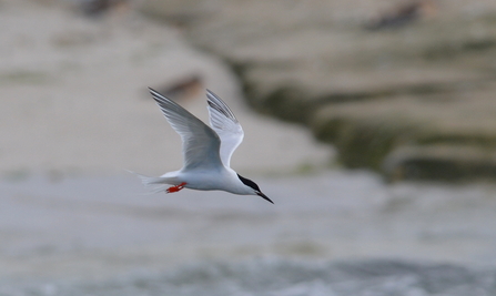 Roseate tern