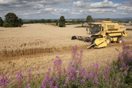 A big corn field being harvested by a yellow combine harvester with a blue sky and clouds, pink flowers in the foreground