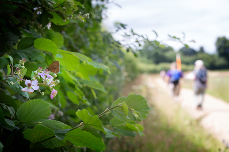 A bright green hedgerow with a brown butterfly feeding on a flower, a blurred pathway with two people walking on it to the right