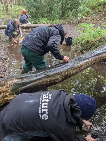 Collecting crayfish