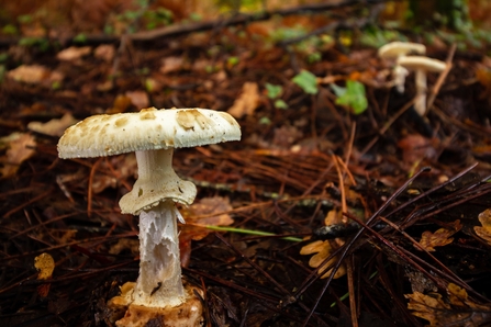 False death cap mushroom