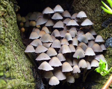 Mushroom group