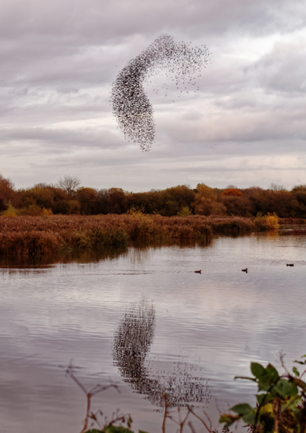 Starling murmuration over a wetland.
