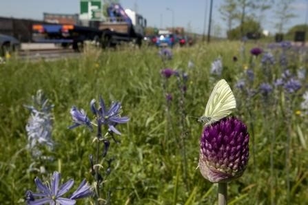 butterfly motorway